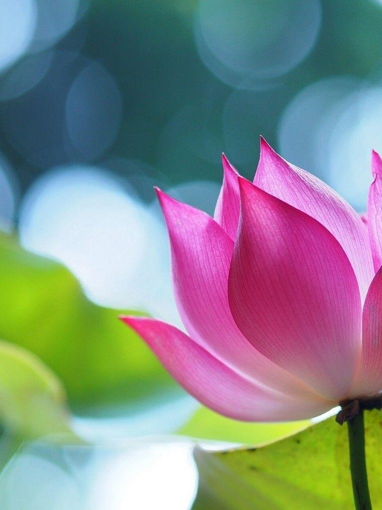 768x1024 Download 768x1024 Lotus, Purple, Close Up, Bokeh, Petals Wallpaper For Apple IPad Apple IPad Mini