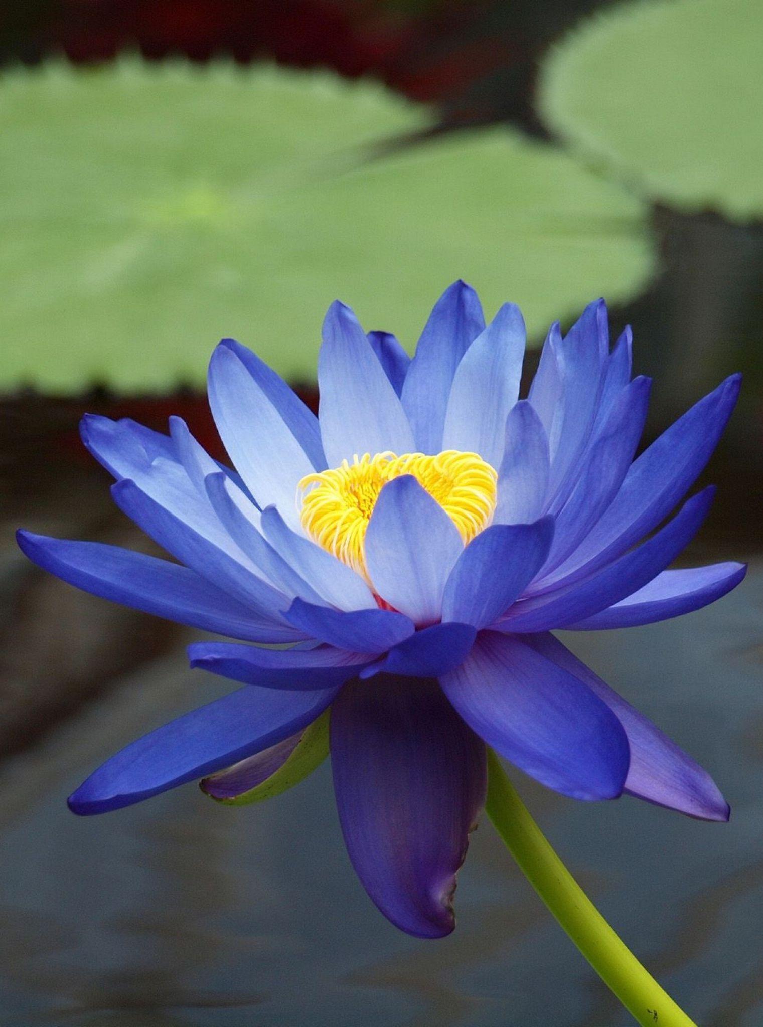 1521x2048 Nymphaea gigantea blue waterlily. Lily plants, Flower seeds, Flowers