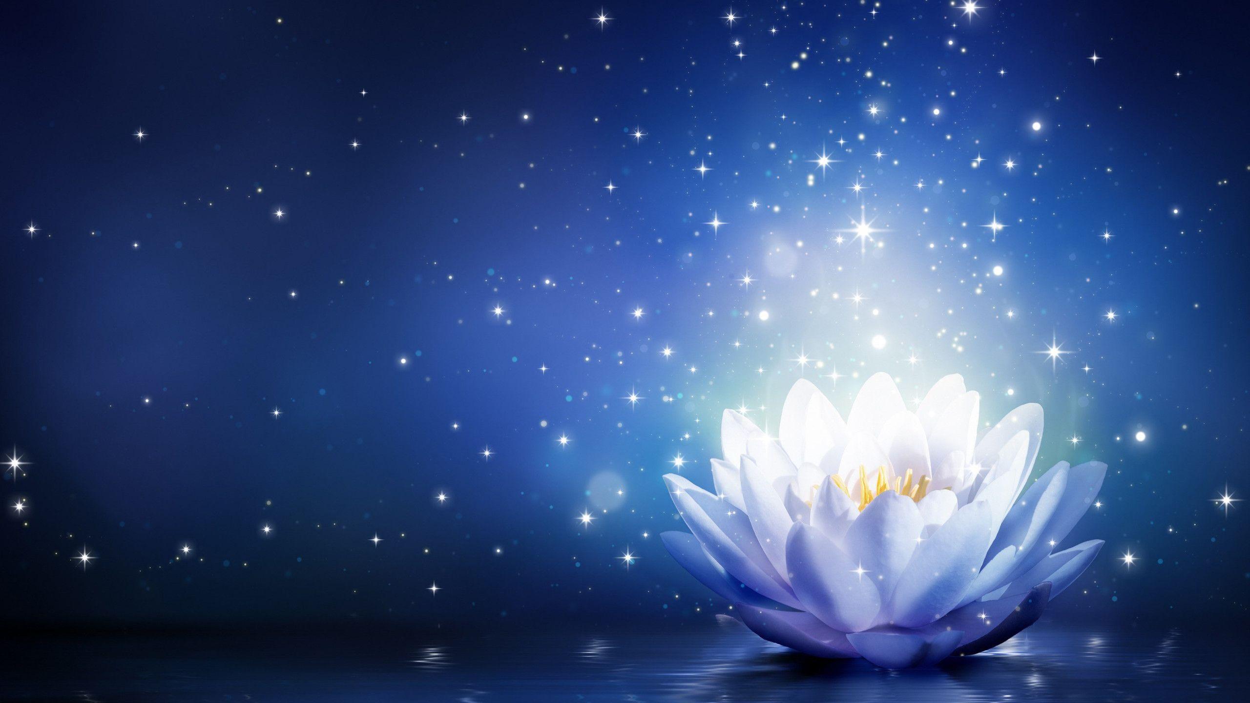 2560x1440 Beautiful Lotus Flower Wallpaper With 2560ãƒ 1600 Resolution Lotus Flower Background