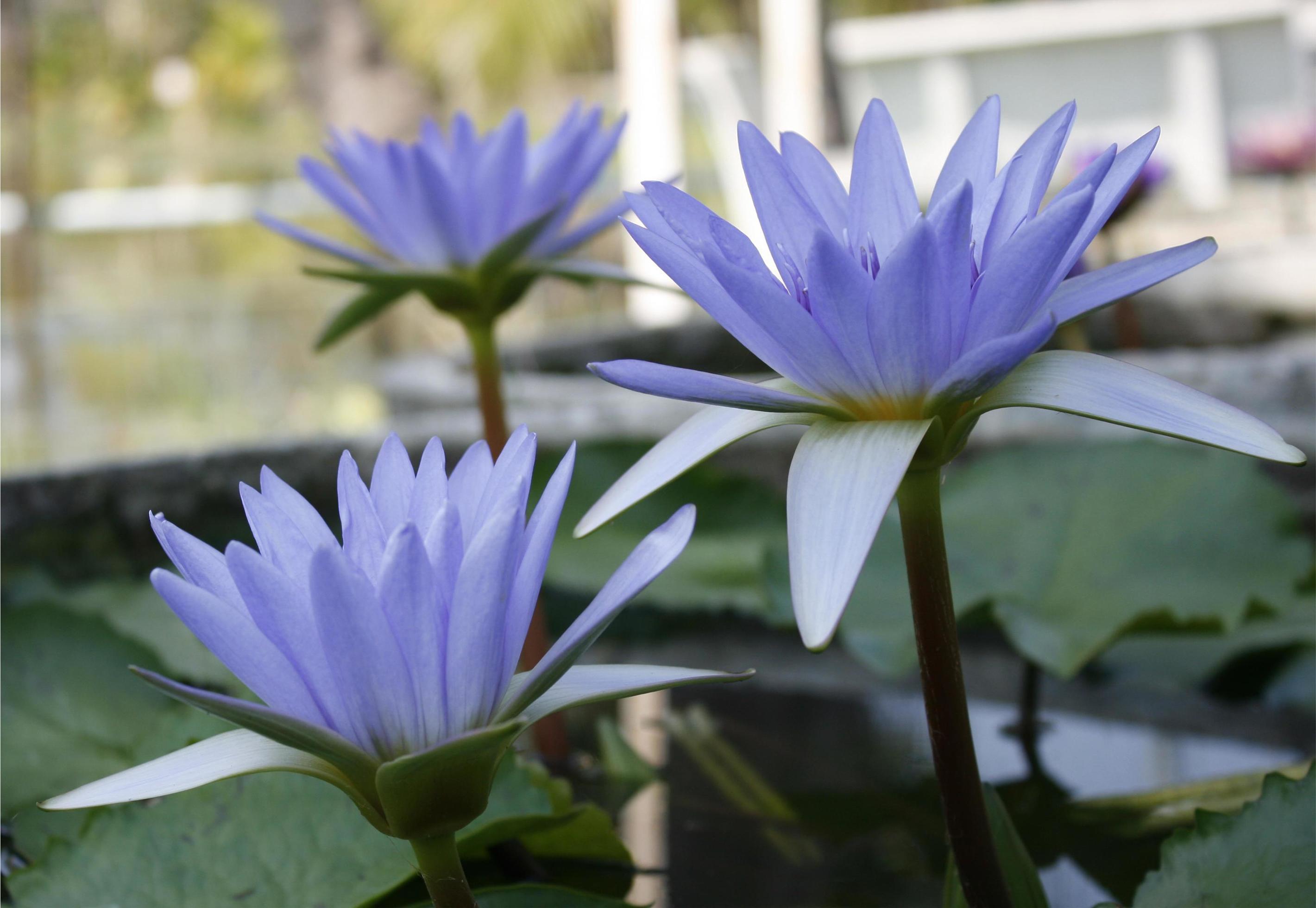 2841x1960 Three blue lotus flowers 1990402