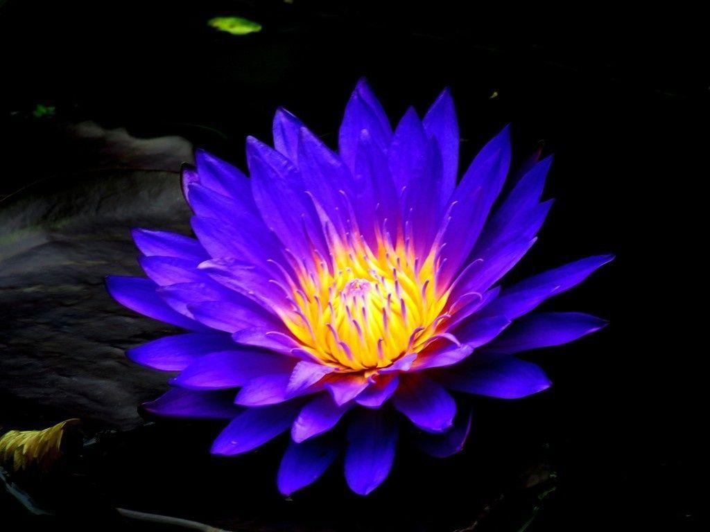 1024x768 Blue water lily, bloom, flower, 4k wallpaper. Purple flowers wallpaper, Pink flowers wallpaper, Flowers