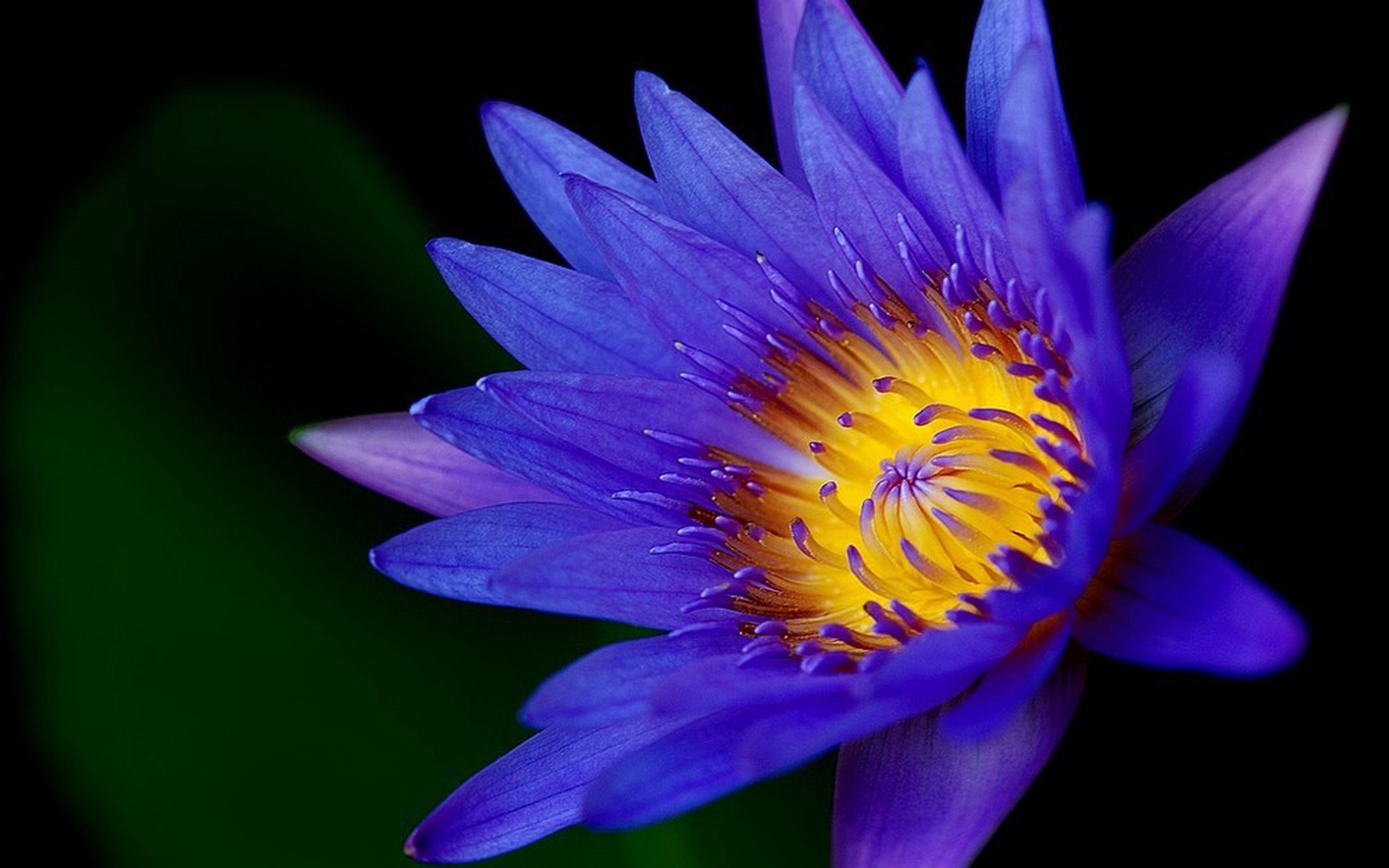 3840x2400 Lotus Flower Dark Blue Color HD Wallpaper For Mobile Phones And Laptops :