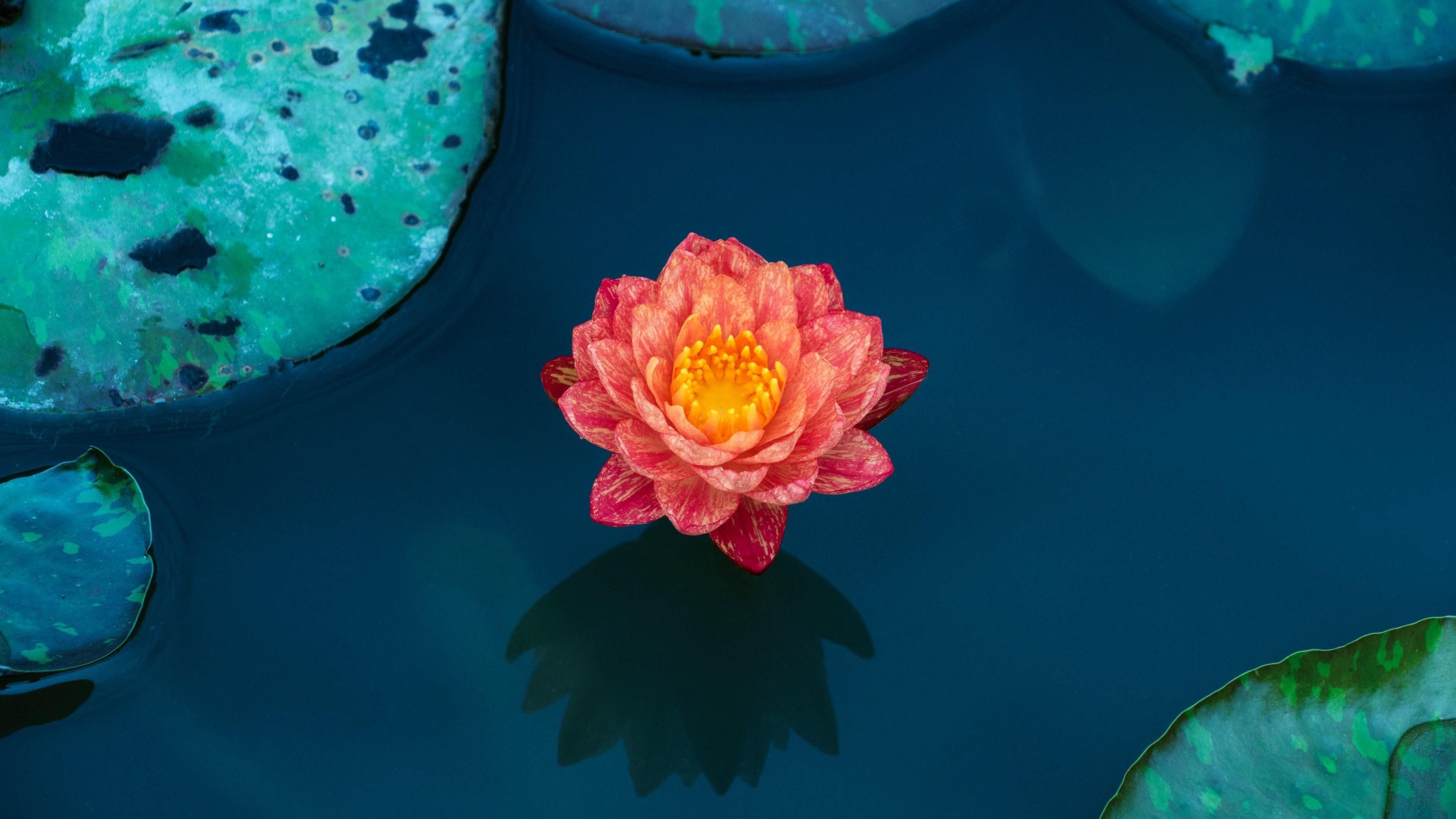 3840x2160 Flower Wallpaper Lotus