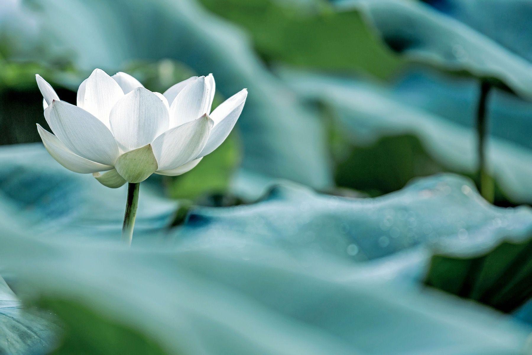 1800x1200 White lotus flower