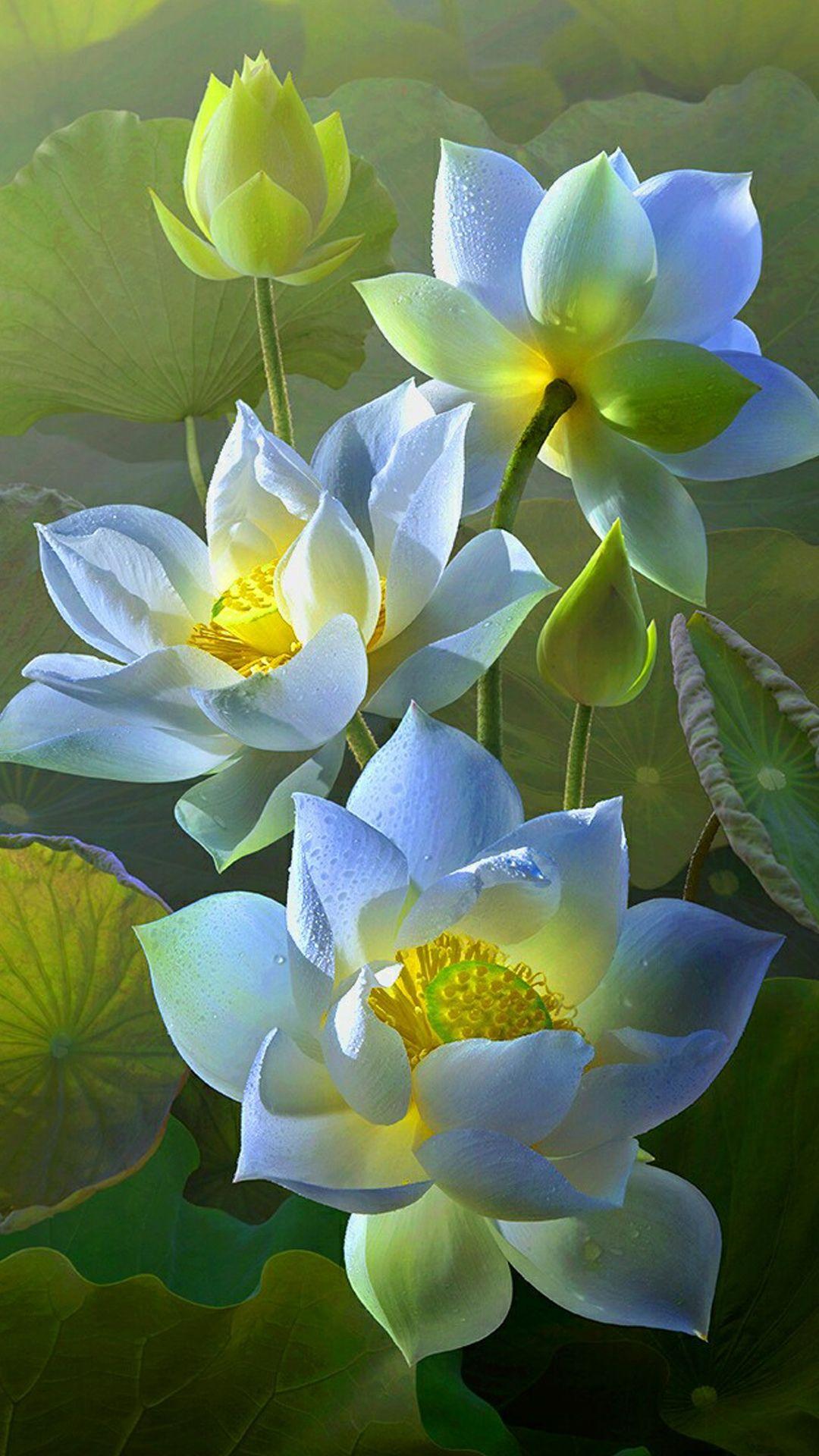 Small Blue Lotus Flower Wallpapers Top Free Small Blue Lotus Flower