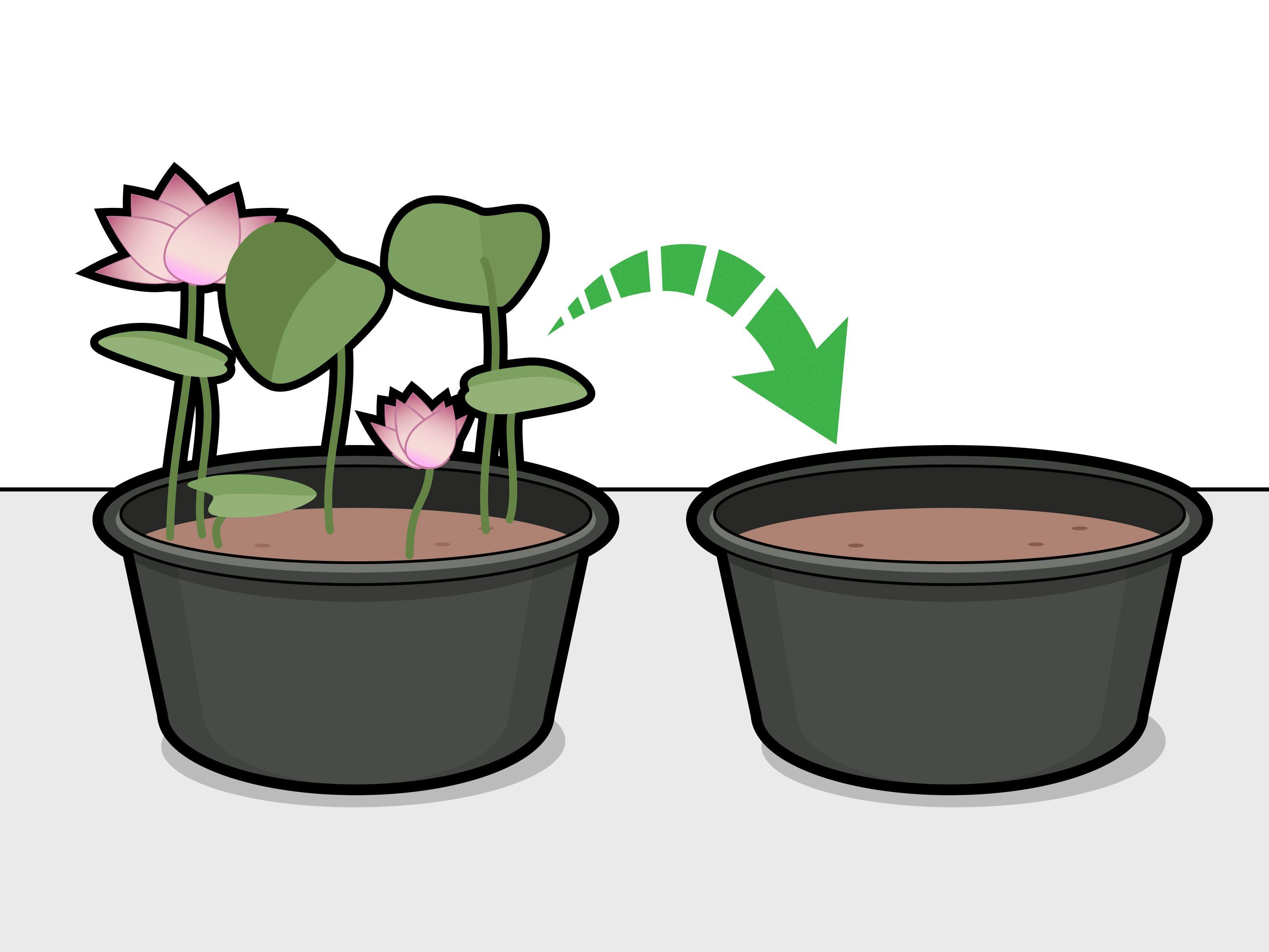 3200x2400 Ways to Grow Lotus Flower