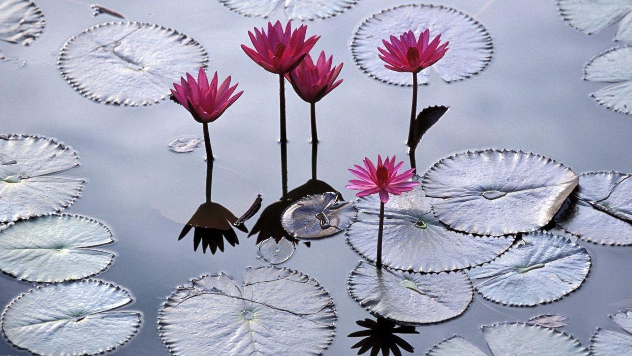 1244x700 Nature flowers Viet Nam imperial city lotus flower wallpaperx1080