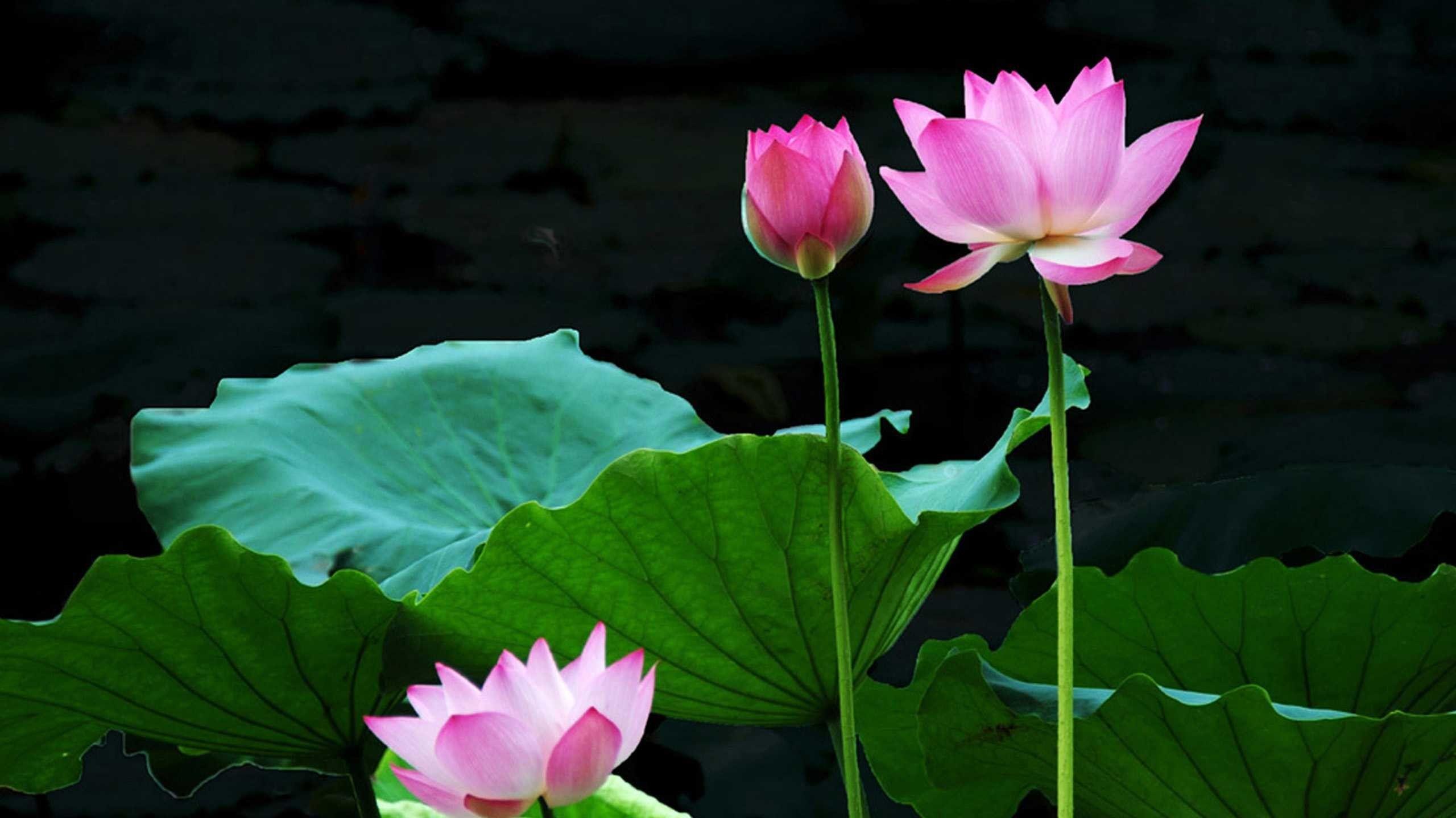 2560x1440 2560x Lotus Flower Wallpaper Widescreen HD For