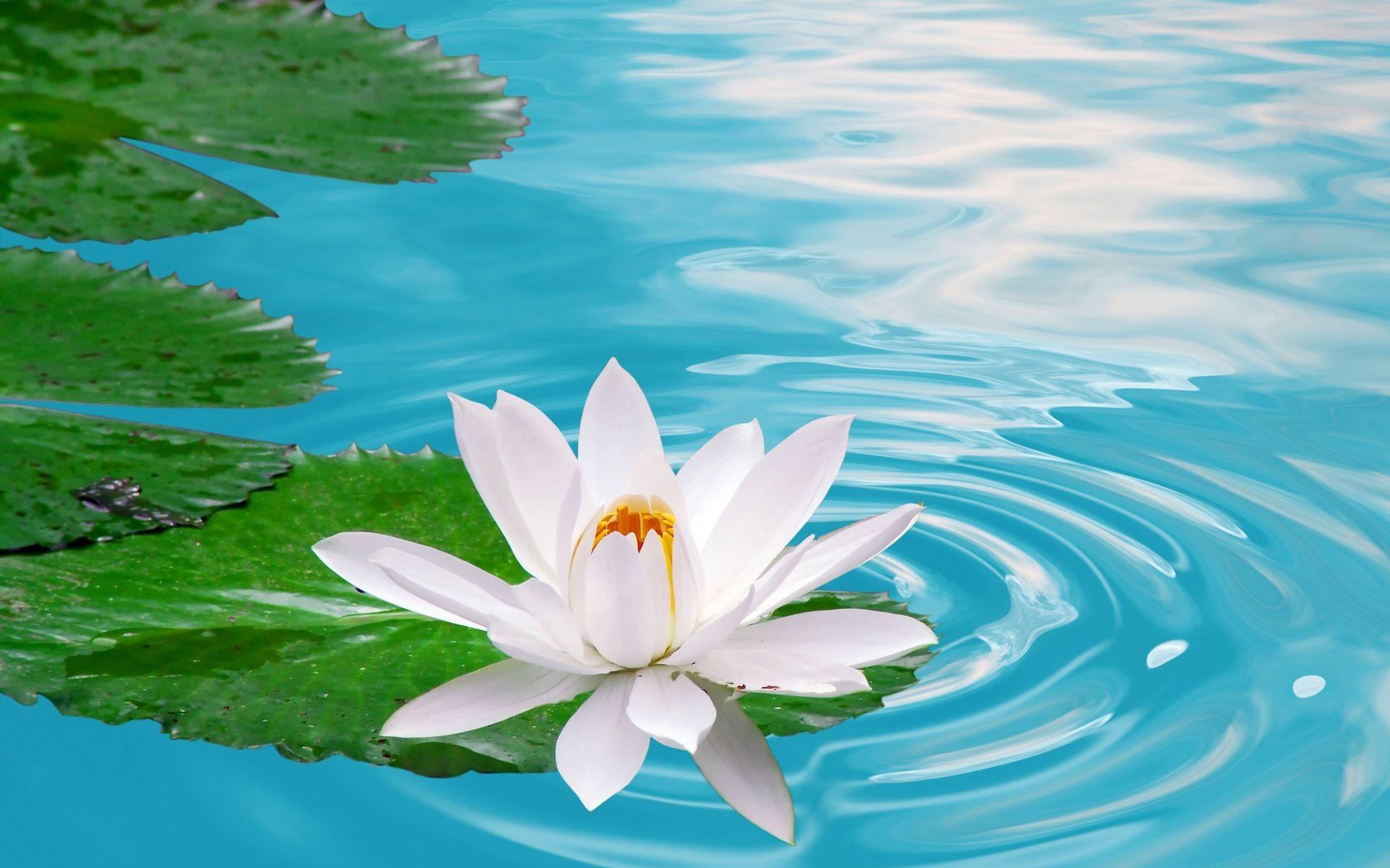 1920x1200 Wallpaper Lotus Flower Image