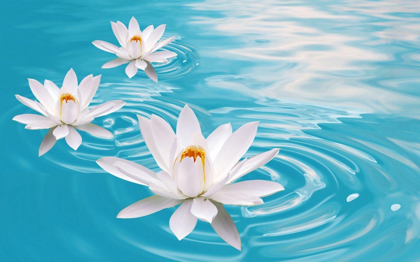 1440x900 Water Lotus Wallpaper