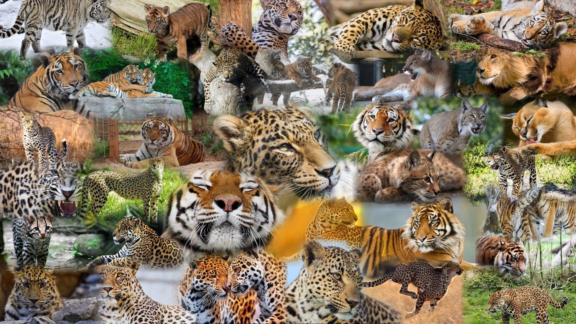 Cute Animal Collage Wallpapers - Top Free Cute Animal Collage Backgrounds -  WallpaperAccess