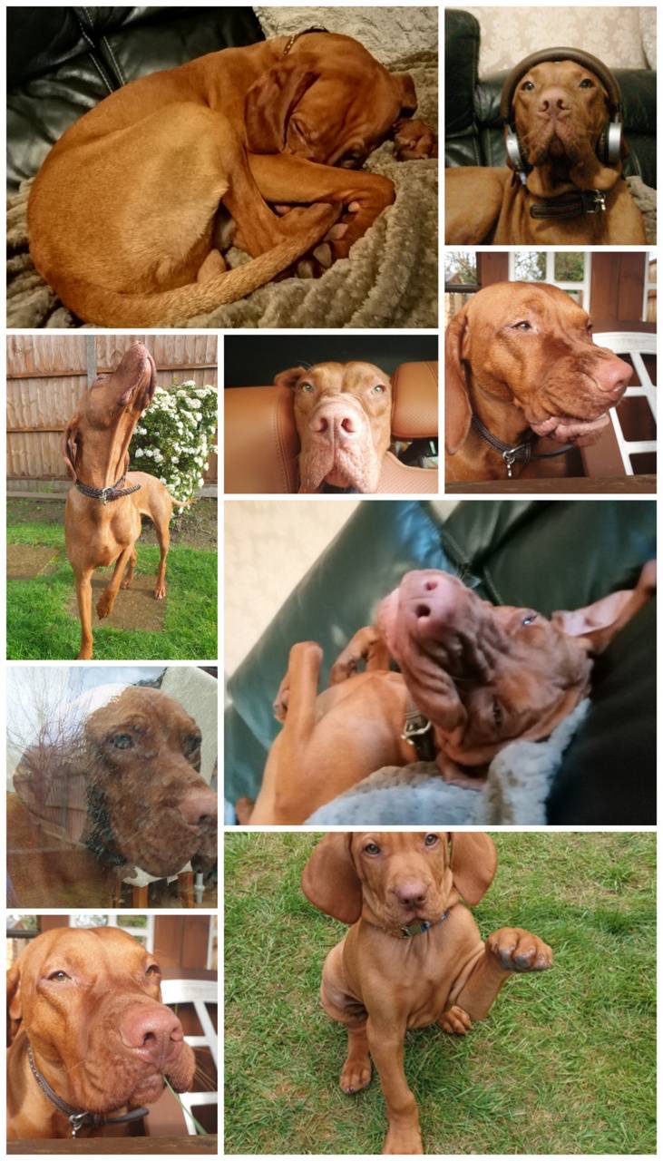 731x1280 Vizsla Collage wallpaper