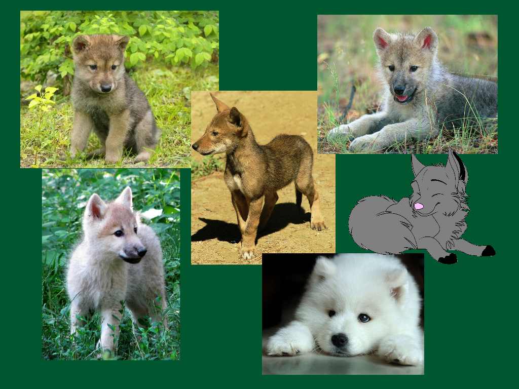 Cute Animal Collage Wallpapers - Top Free Cute Animal Collage ...