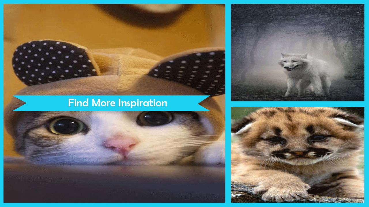 1280x720 Cute Animals Live Wallpaper for Android