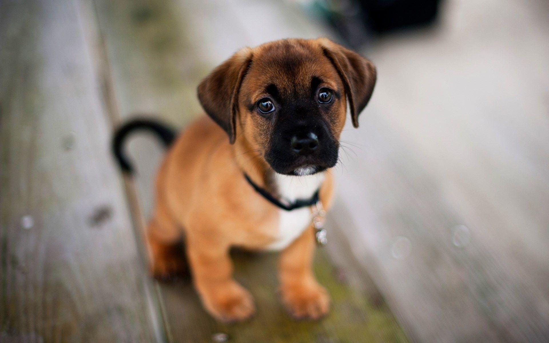 1920x1200 Cute Dog Wallpaper
