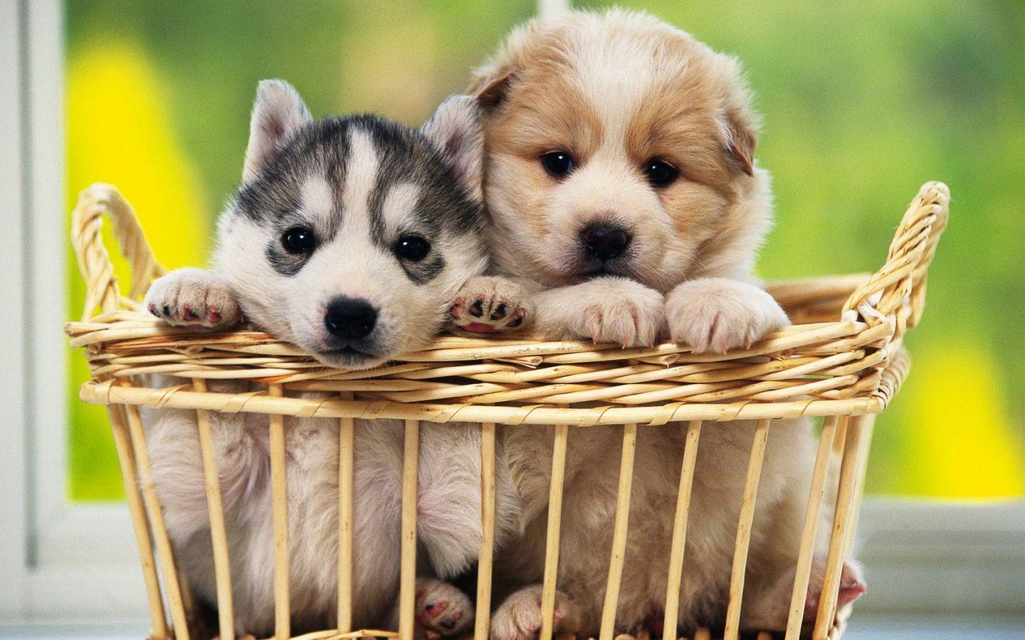 1440x900 Cute Dog Wallpaper .