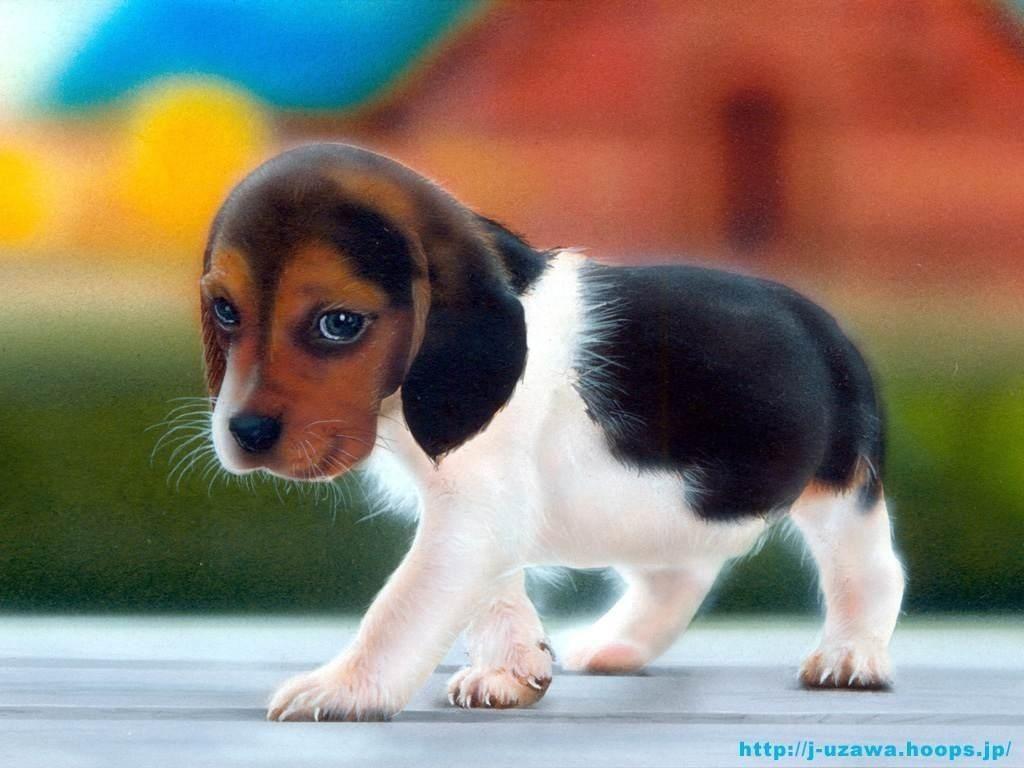 1024x768 Cute Dog Wallpaper