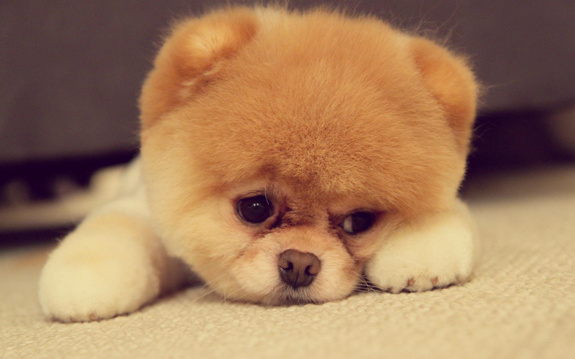 1920x1200 Pomeranian Puppy Wallpaper