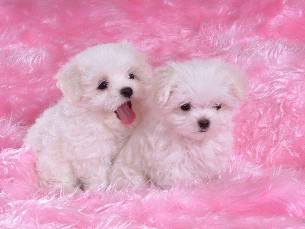 1024x768 Adorable Puppy Wallpaper
