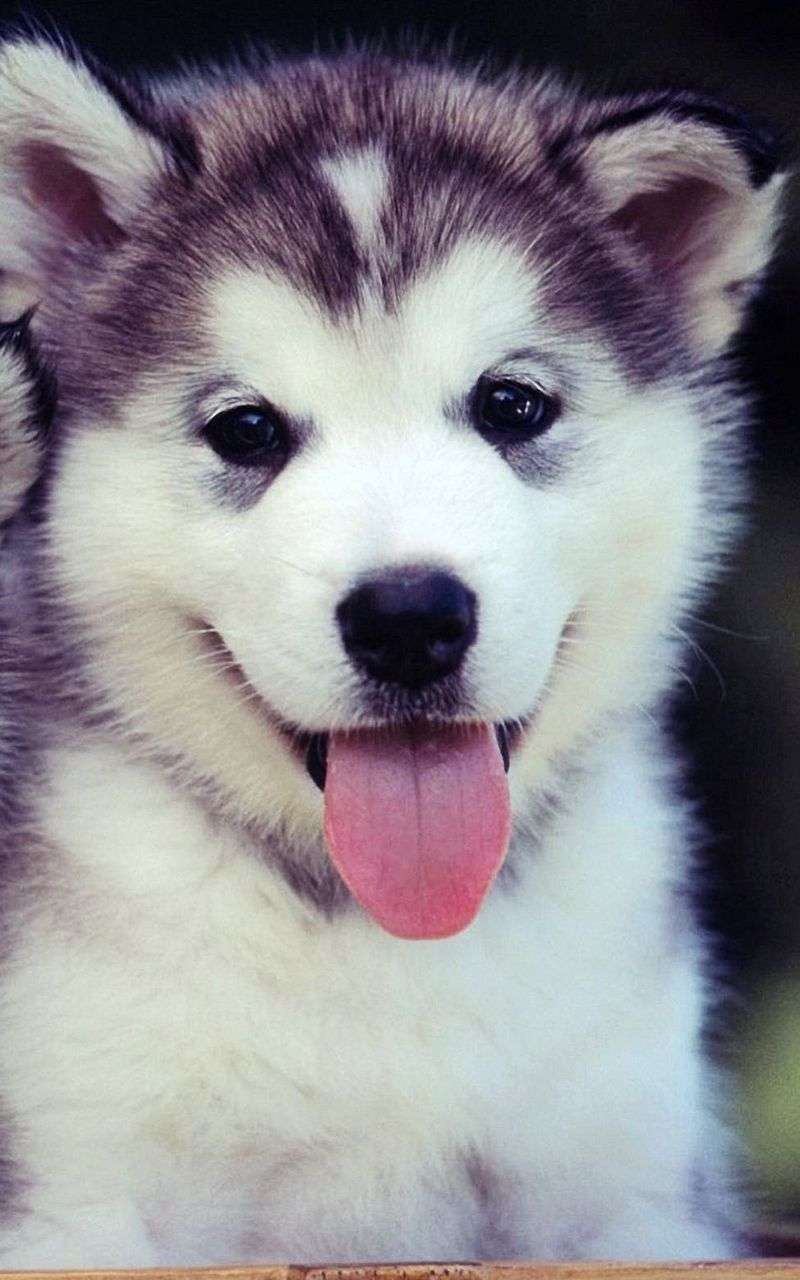 800x1280 Galaxy Wallpaper Cute Puppies