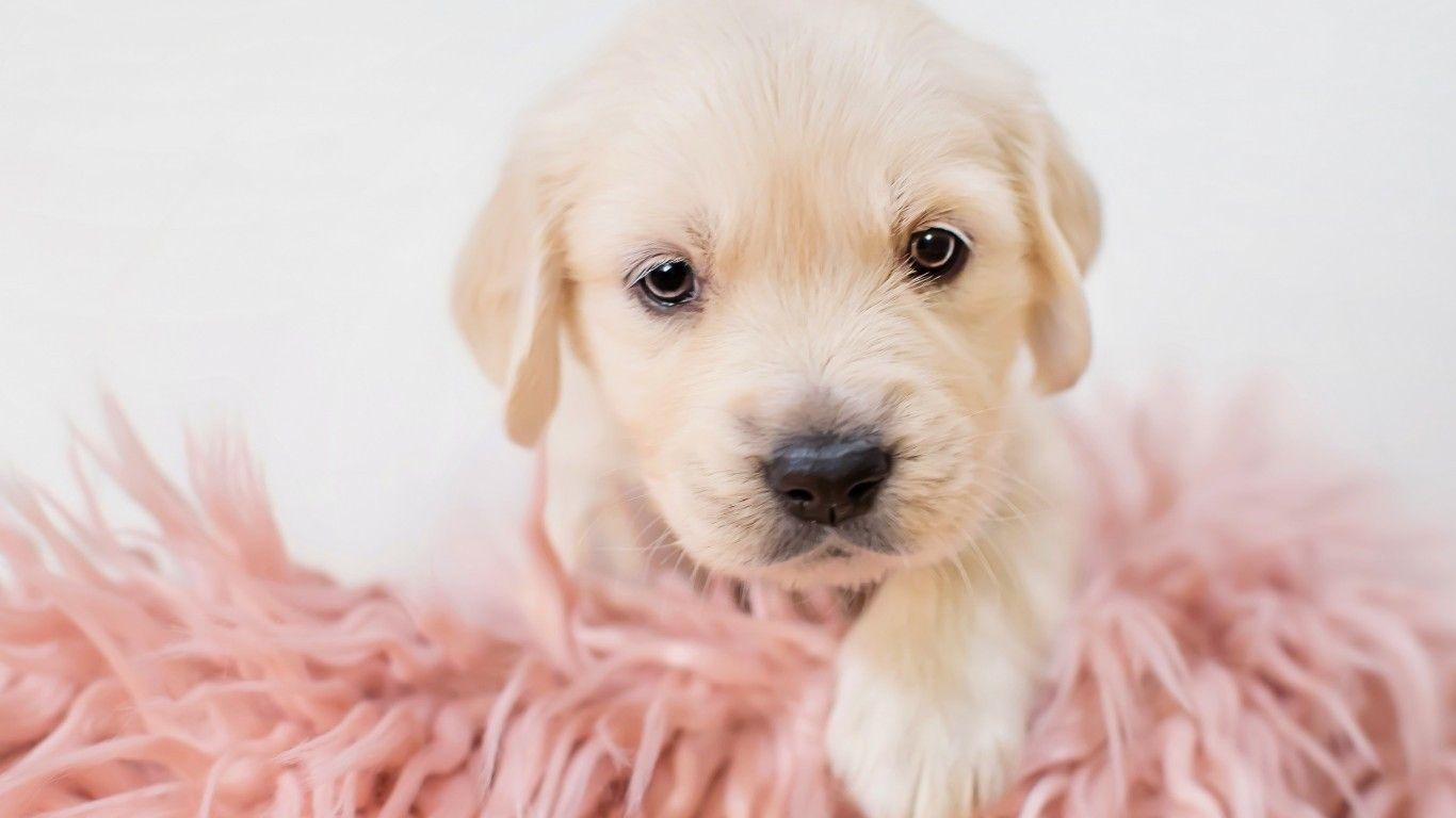 1366x768 1080p Image: 1366x768 HD Wallpaper Of Puppies