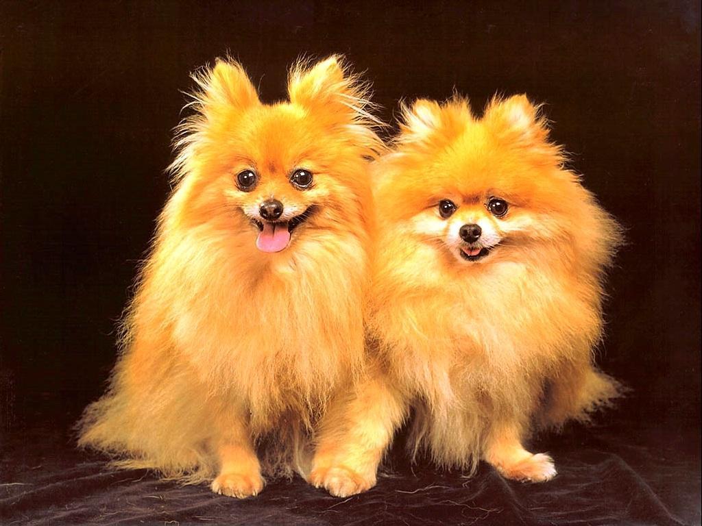 1024x768 Cute Baby Dogs Wallpaper