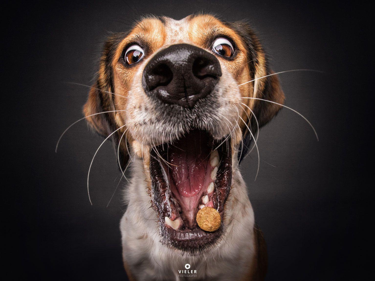 1534x1151 Download these adorable Christian Vieler dog wallpaper for your iPhone