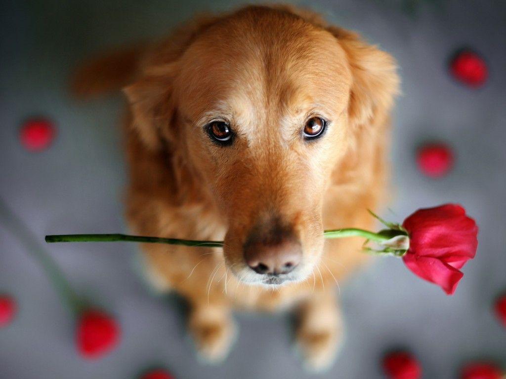 1024x768 Free download Cute Dog Dogs Wallpaper 33698322 [1024x768] for your Desktop, Mobile & Tablet. Explore Adorable Puppy Wallpaper. Cute Puppy Photo Wallpaper, Cute Puppies Wallpaper for Desktop, Cute Puppies and Dogs Wallpaper