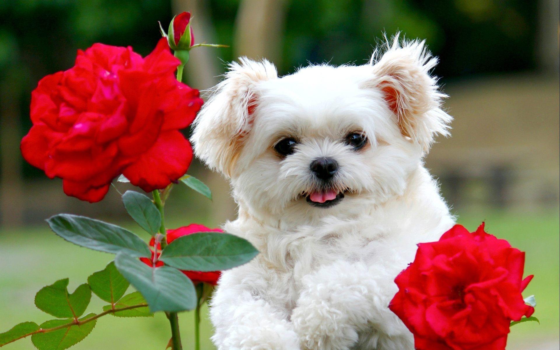 1920x1200 Very Cute White Puppy Wallpaper