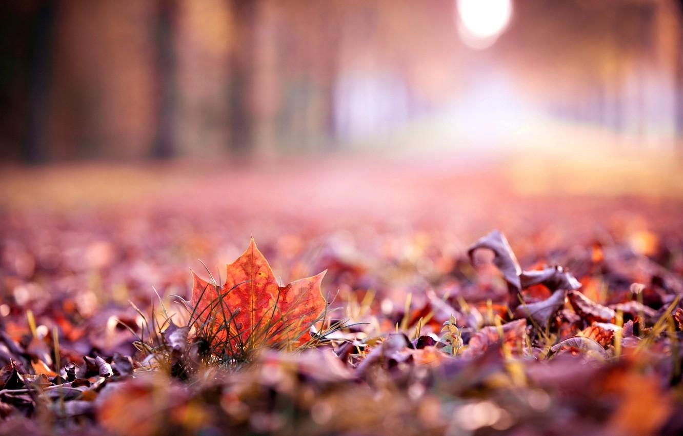 1332x850 Autumn Macro HD Wallpaper