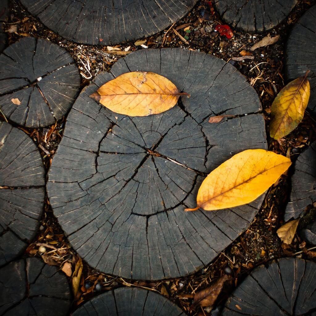 1024x1024 Breathtaking Fall Picture Photo Argus