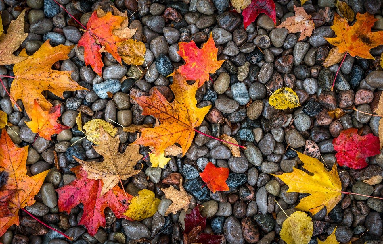 1332x850 Wallpaper Autumn, Wallpaper, Stone, Foliage image for desktop, section природа