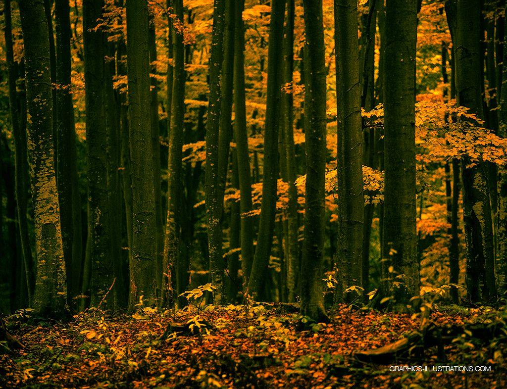 1024x786 Colors Of The Autumn And Desktop Wallpaper