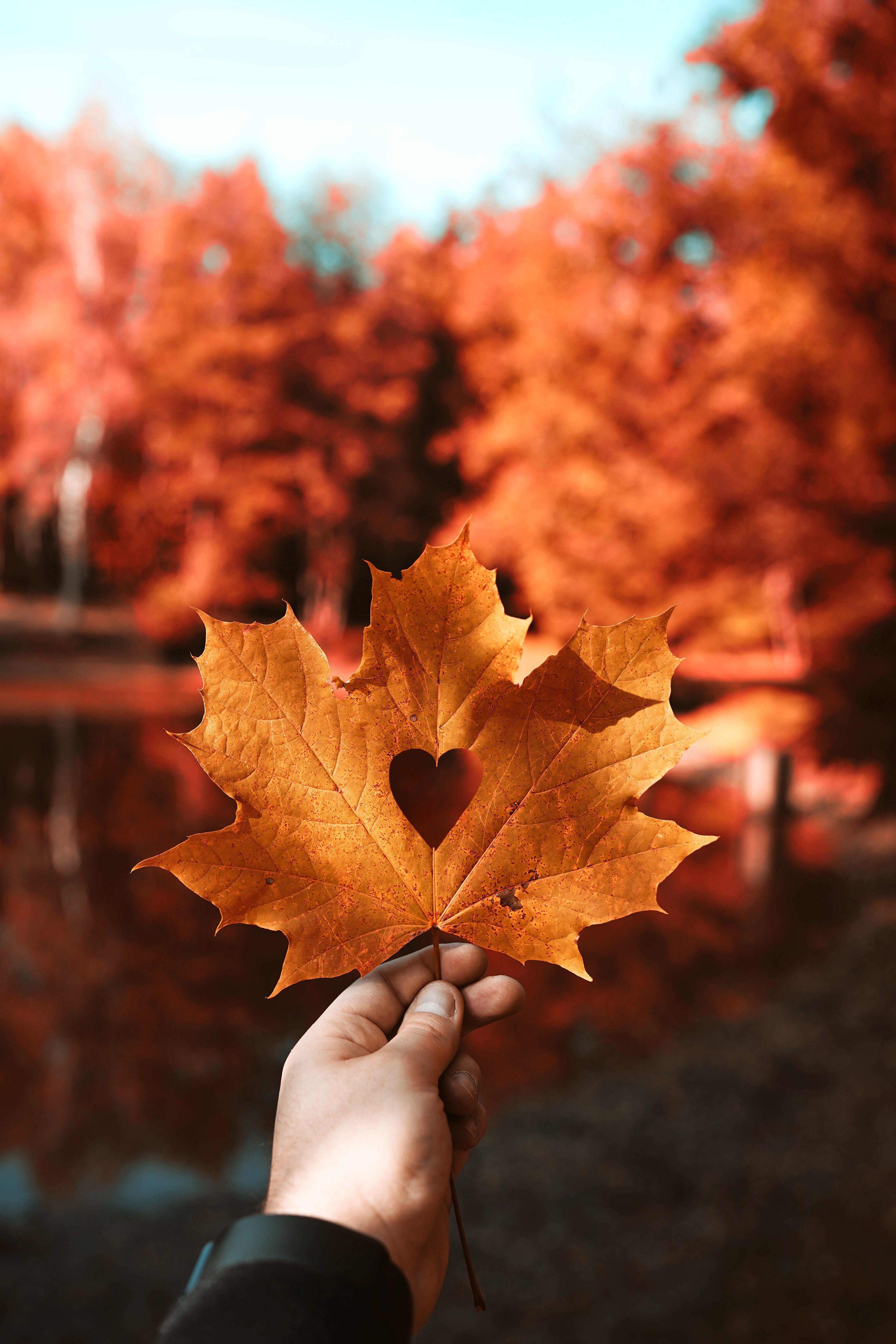 Autumn Photography Wallpapers - Top Free Autumn Photography Backgrounds