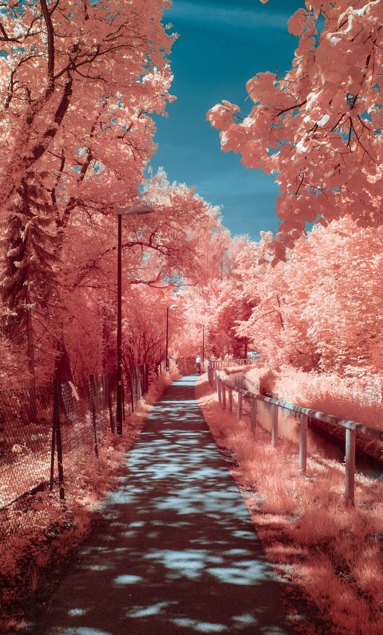1280x2120 Autumn Photography 4k iPhone HD 4k Wallpaper, Image, Background, Photo and Picture