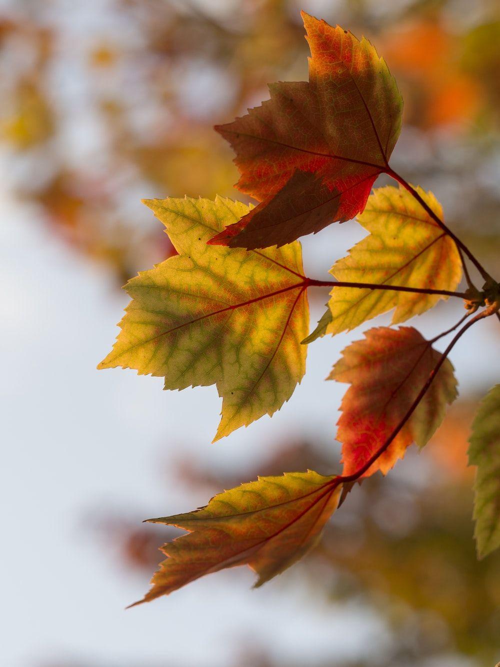 1000x1333 Autumn Wallpaper: Free HD Download [HQ]