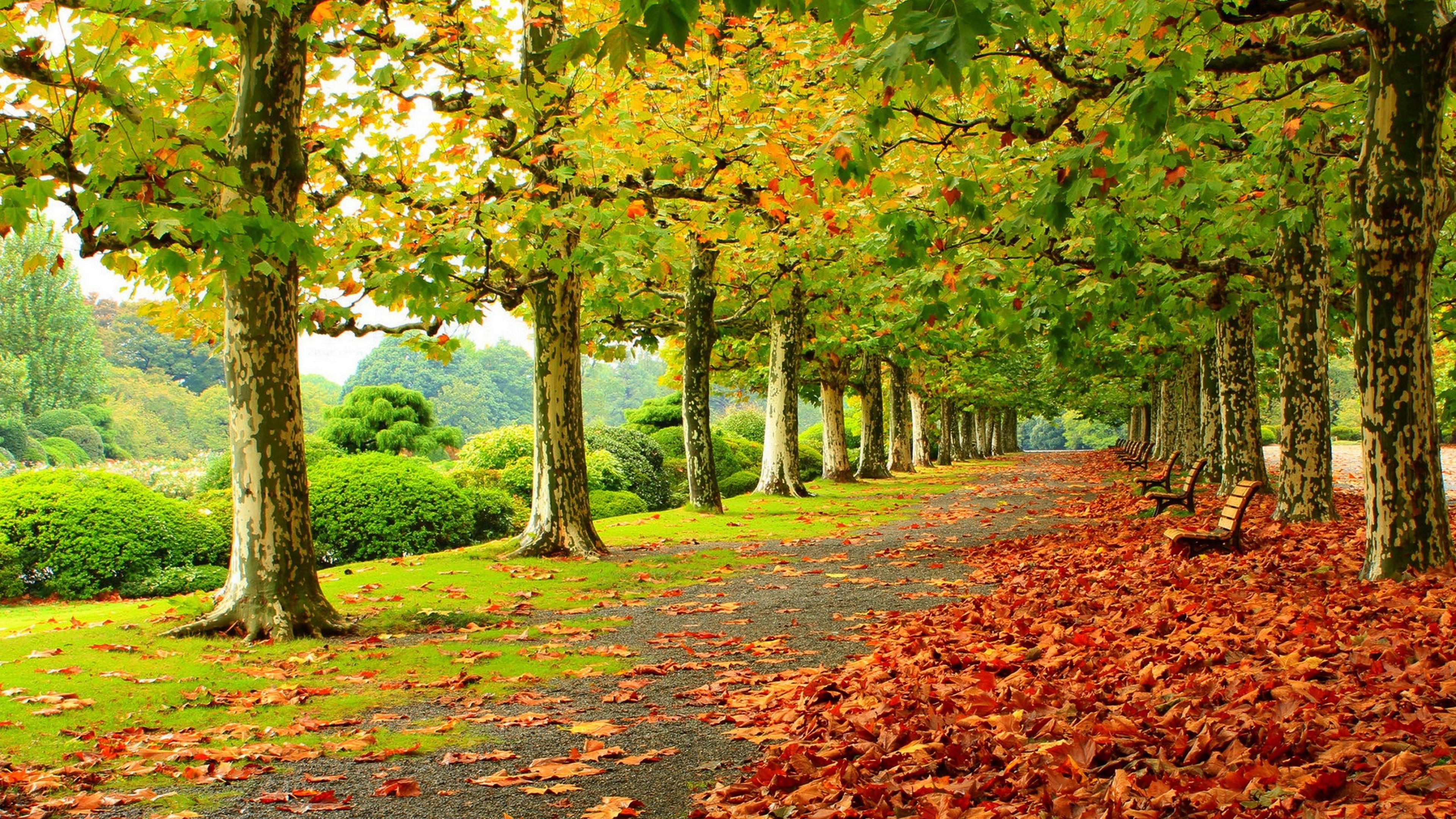 3840x2160 Autumn Photography Background .