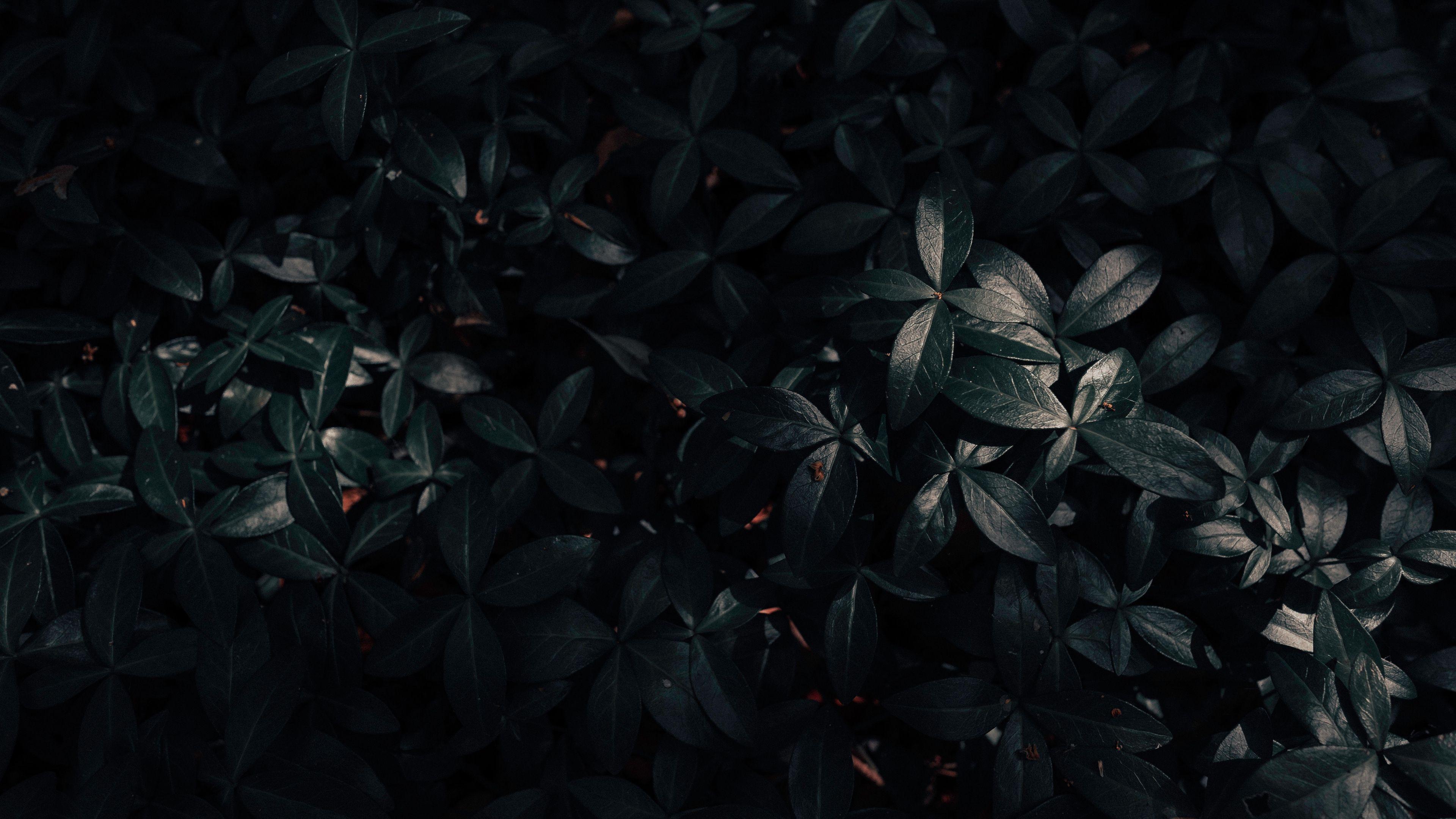 3840x2160 plant, leaves, dark 4k Plant, Leaves, Dark. Backyard garden layout, Backyard garden, Garden layout