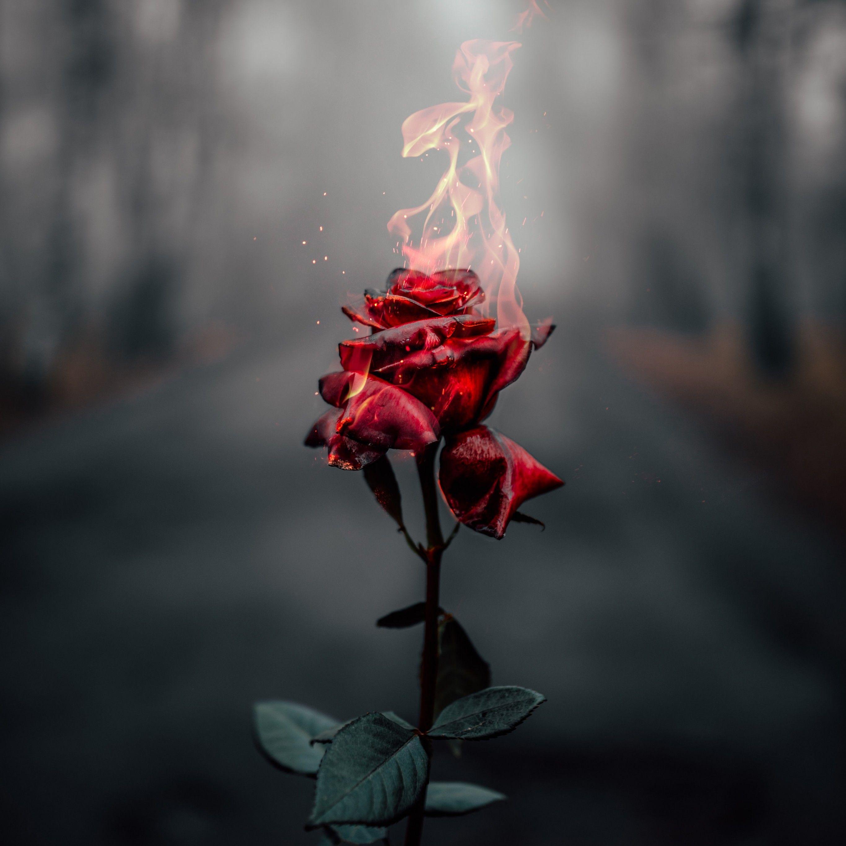 2732x2732 Rose flower 4K Wallpaper, Fire, Burning, Dark, Flowers