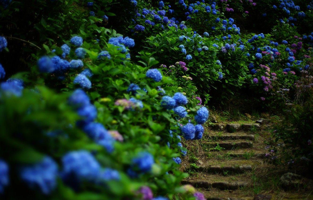 1332x850 Wallpaper greens, summer, leaves, flowers, the dark background, garden, ladder, stage, flowering, the bushes, hydrangea image for desktop, section цветы