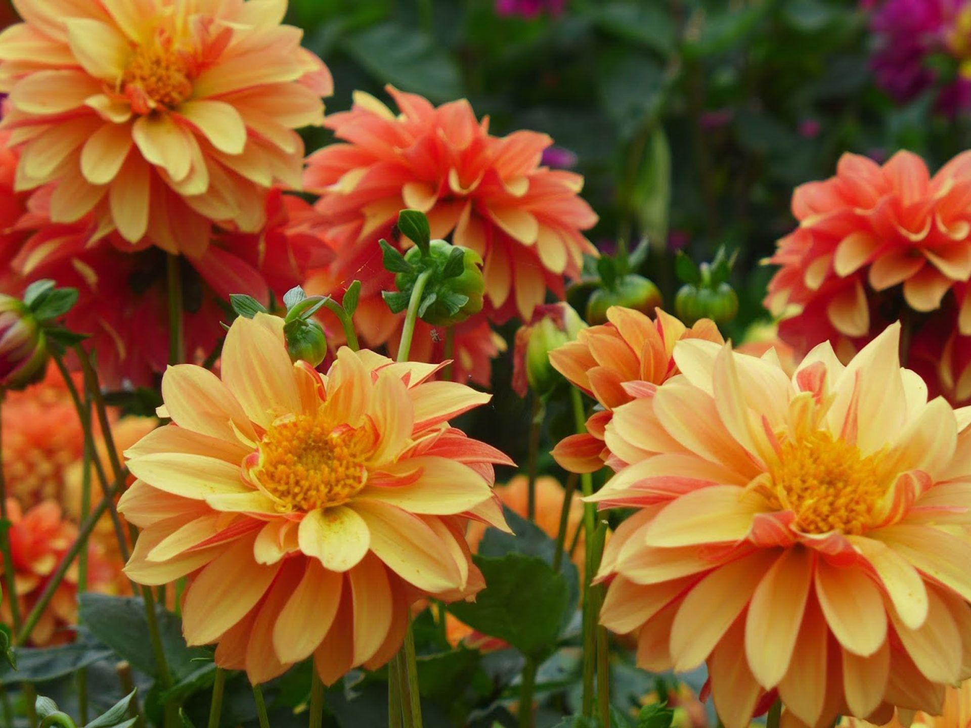 1920x1440 Dahlia Flower Garden Plants Light And Dark Orange Colored 4k Ultra HD Wallpaper For Desktop Smart Tv Mobile Phones iPhone And Tablets 3840x2400 :