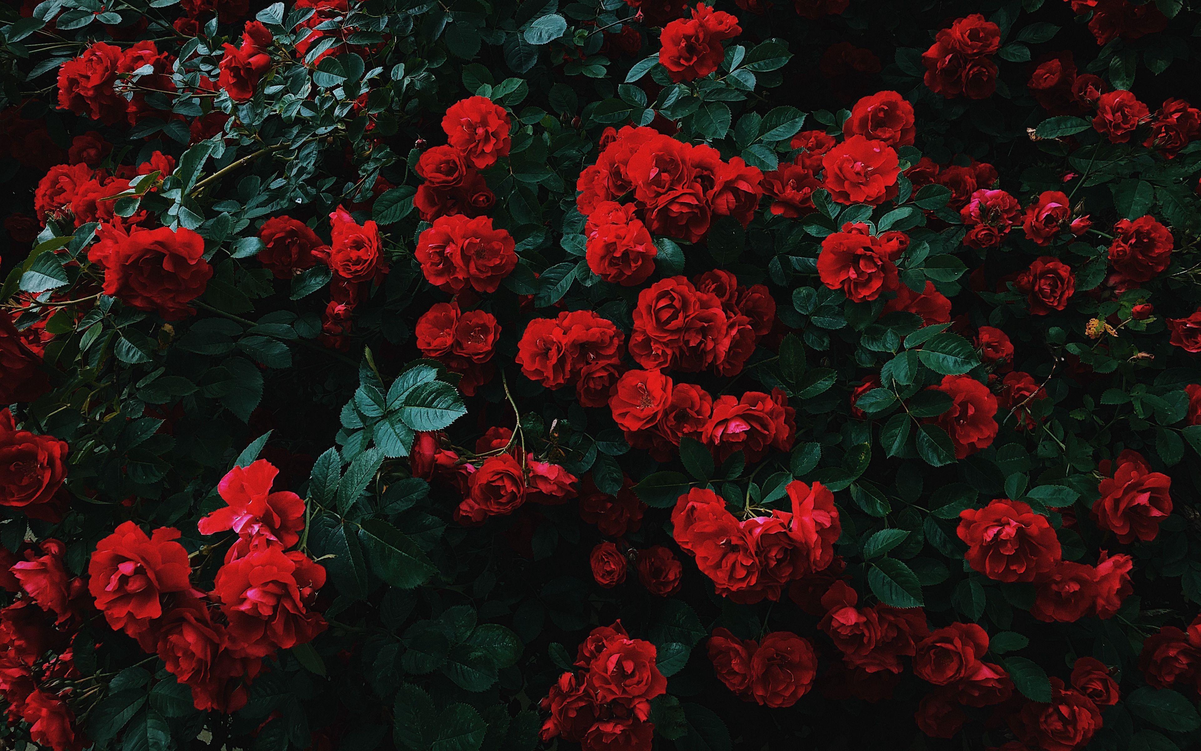 3840x2400 Black Rose Aesthetic Desktop Wallpaper .