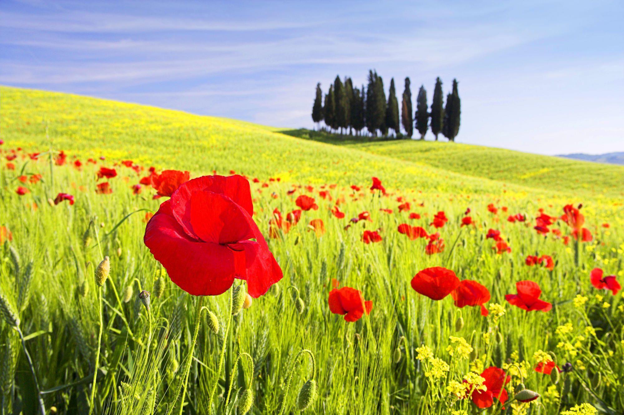 2000x1331 Tuscany Wallpaper Hq