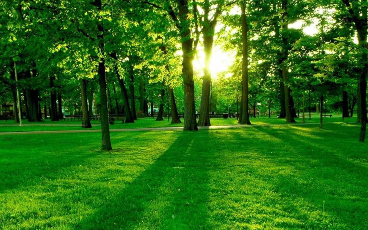 1280x800 Forest Wallpaper Photo Wallpaper For Free Download Green Nature