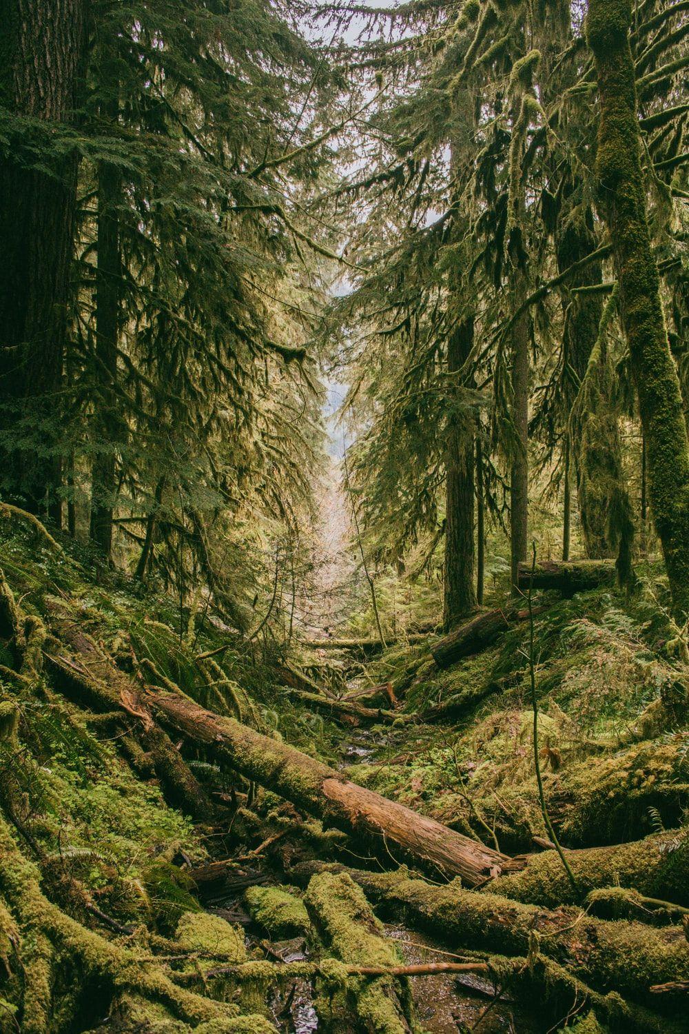 1000x1500 Beautiful forests best free forest, outdoor, plant and tree photo