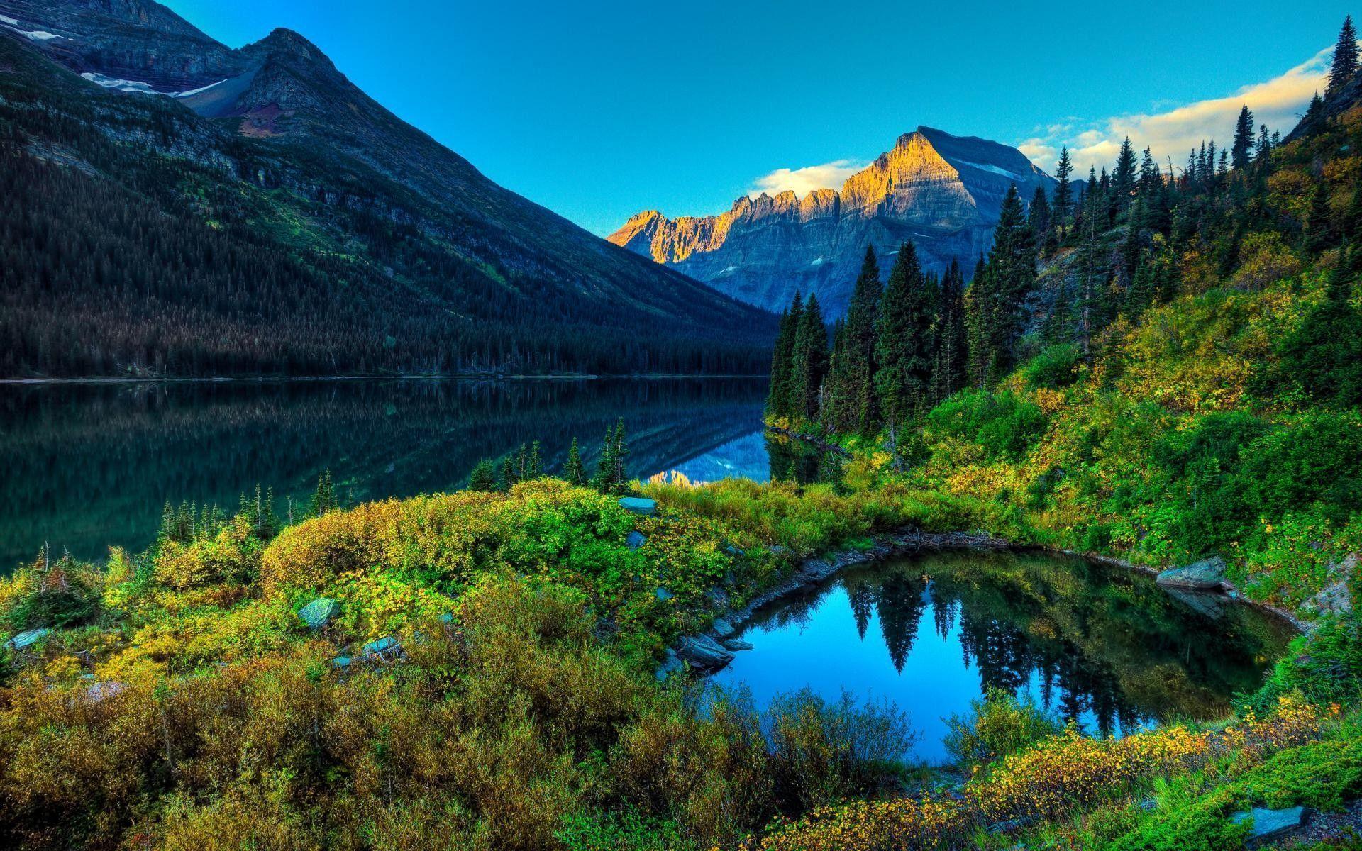 1920x1200 Beautiful Forest Wallpaper