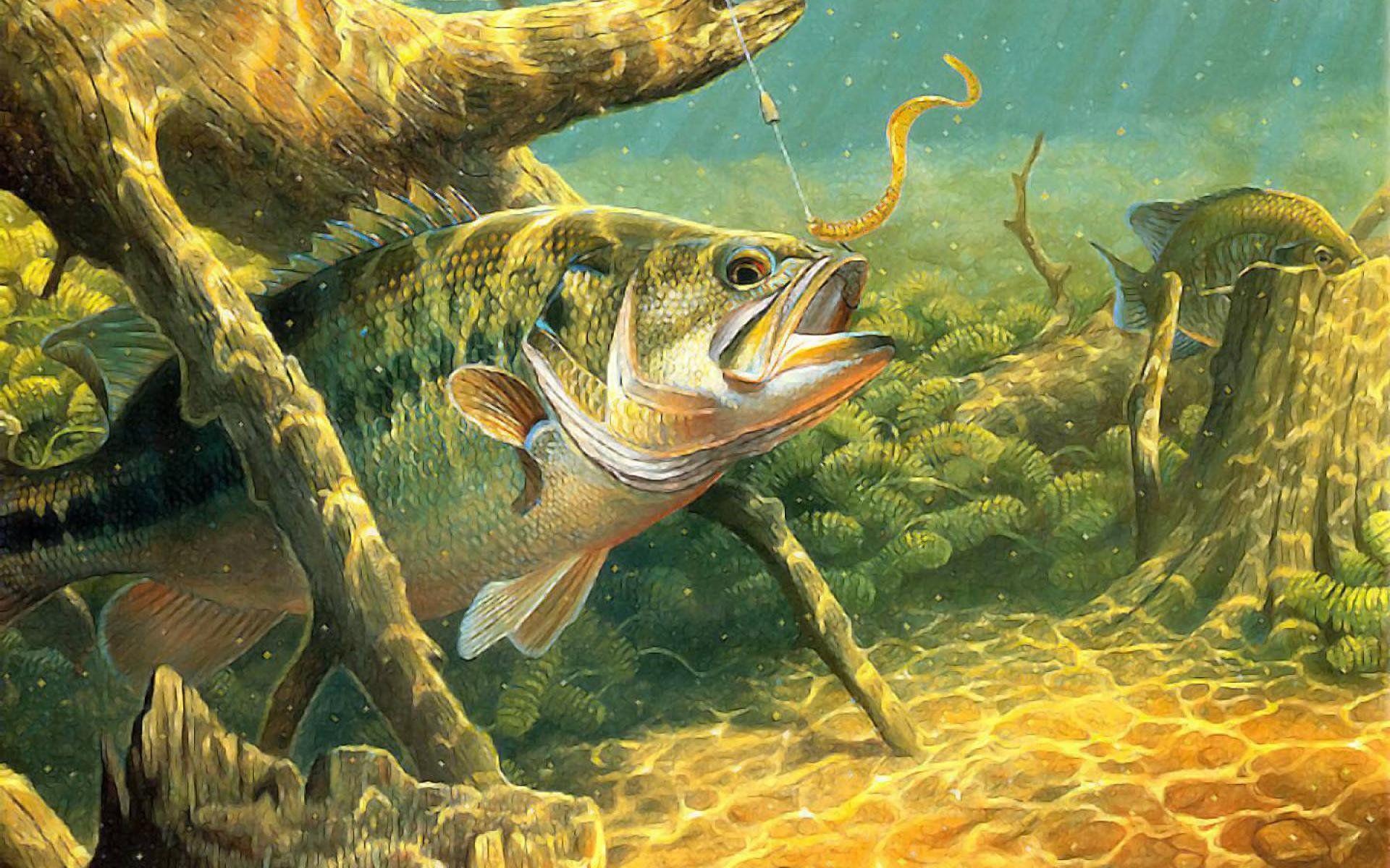 1920x1200 Bass Fishing HD Wallpaper HD Wallpaper
