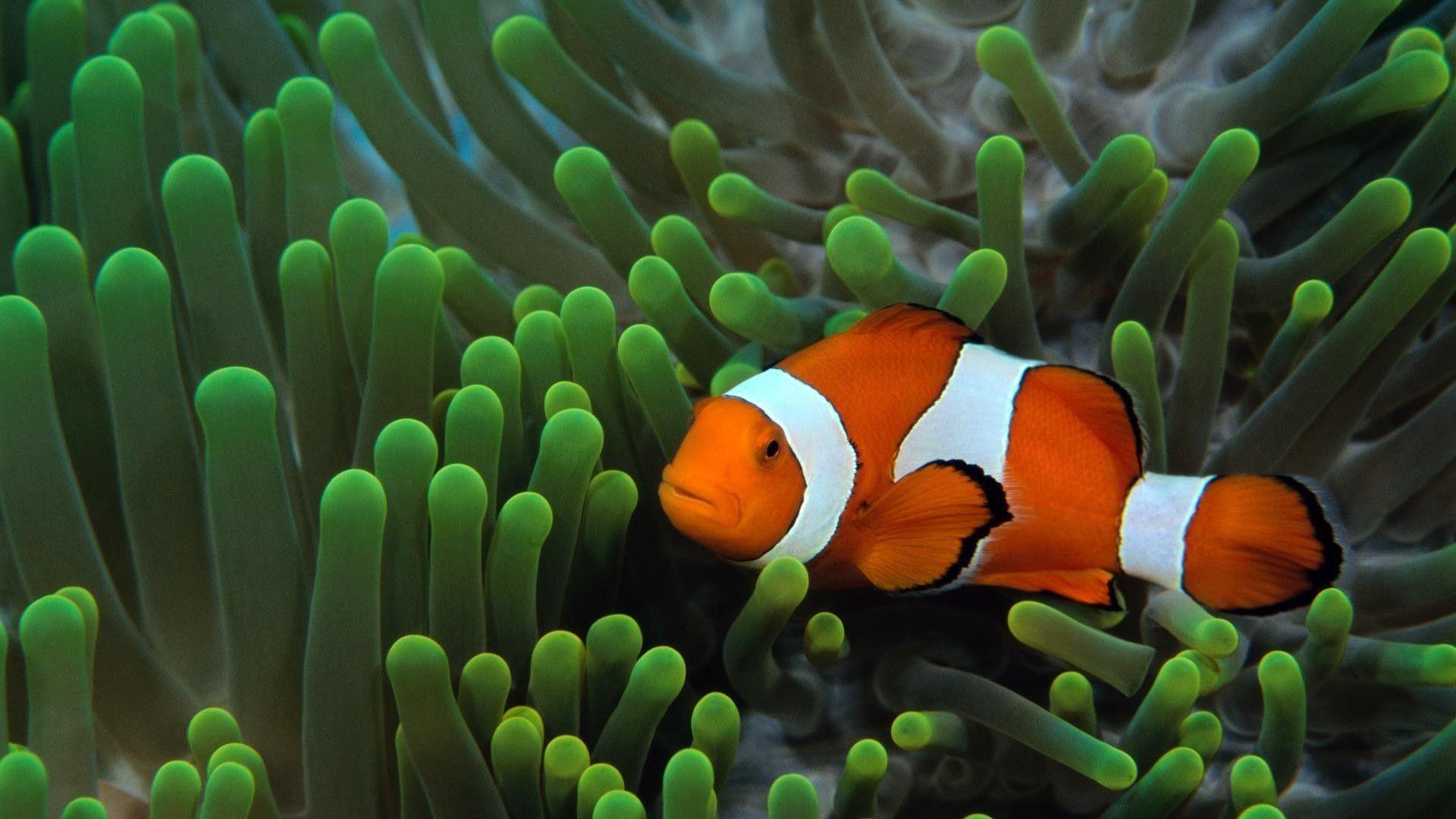 1920x1080 Cool Fish Wallpaper .