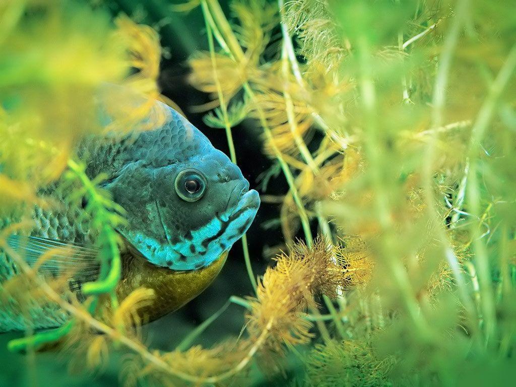 1024x768 Fresh Water Fish Wallpaper Fresh Water Tropical Fish