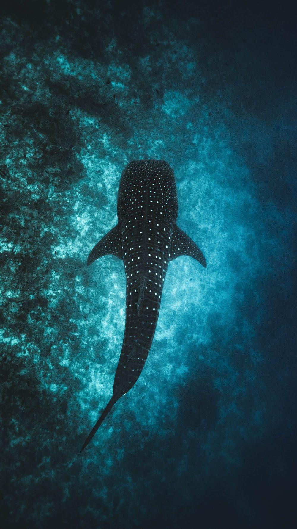 1000x1778 Fish Wallpaper: Free HD Download [HQ]